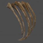 pc_BrachiRibs_Mesh