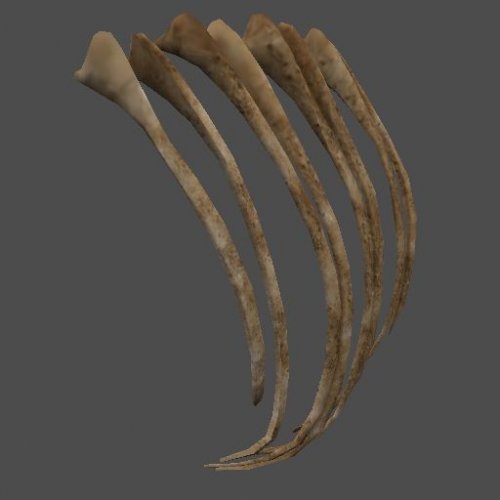 pc_BrachiRibs_Mesh