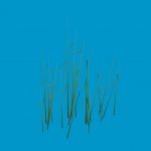 grass