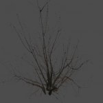 pc_S_THA_DryBigBush