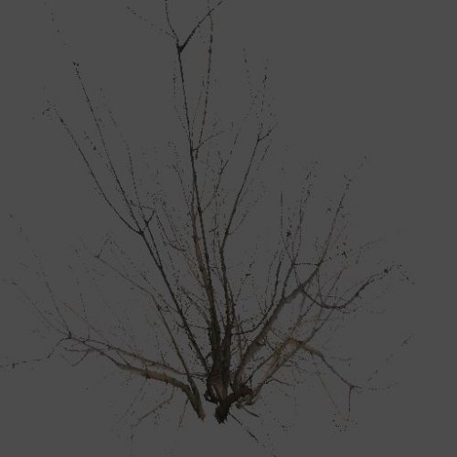 pc_S_THA_DryBigBush