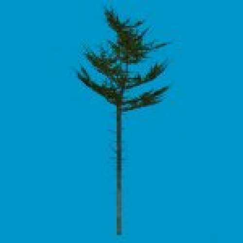 tree_c