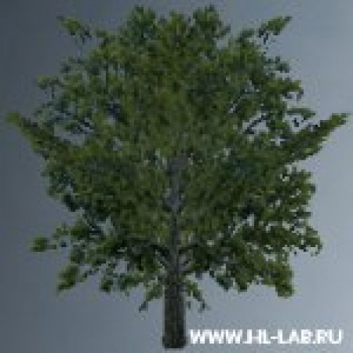 tol_oak1.zip