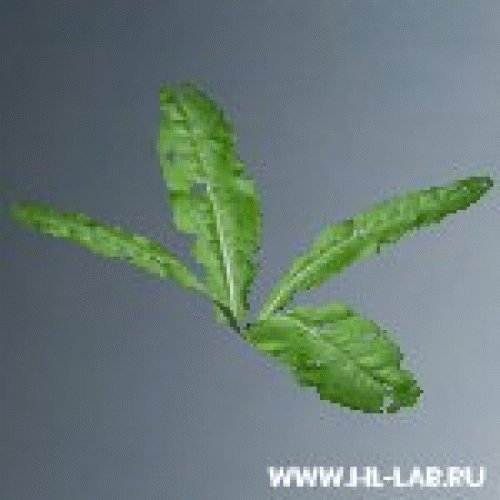 bush05