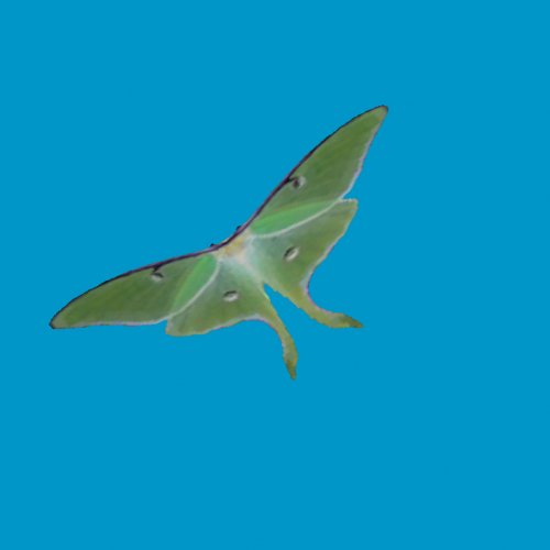 butterfly02