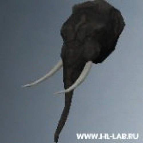 elefante