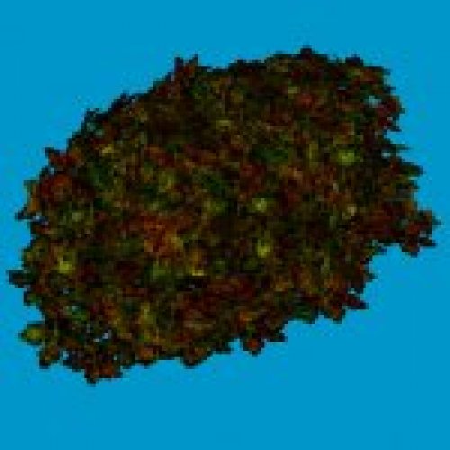 jn sanicle bush red