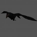 crows