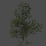 S_ENV_OkinawaPine03