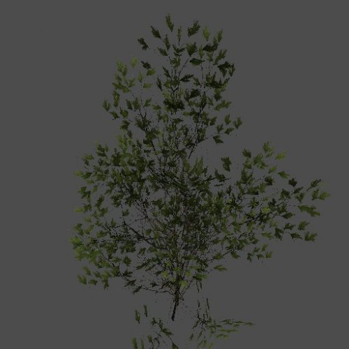 S_ENV_OkinawaPine03