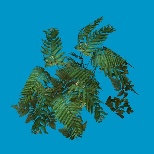 fern01lg