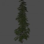 fnv_tree01