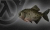 Fish and aquatic creatures