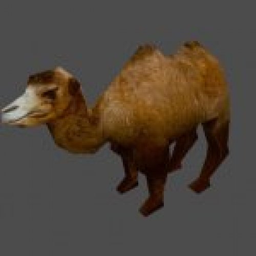 zyn_kamel