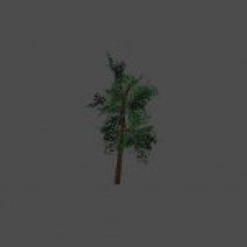 tree02