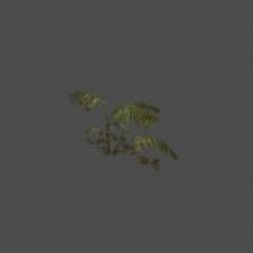 hl2_ferns02