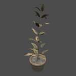 mex_plant_vazon_02