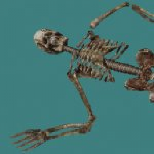 HD Skeleton