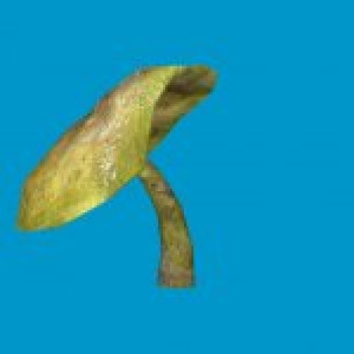 sta_mushroom_08
