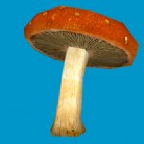 jn_orange_mushroom_big01