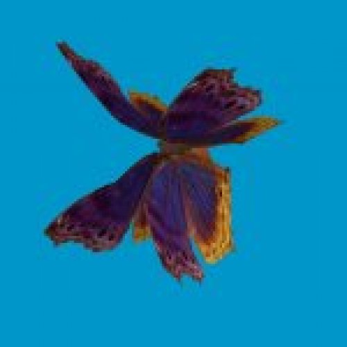 ec_bfly_multi