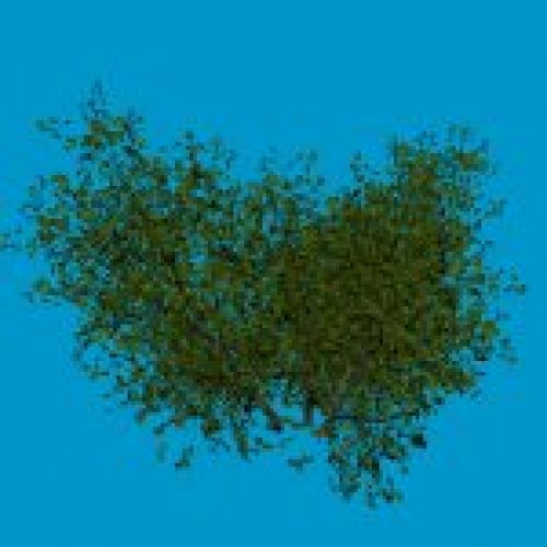 shrub oak1