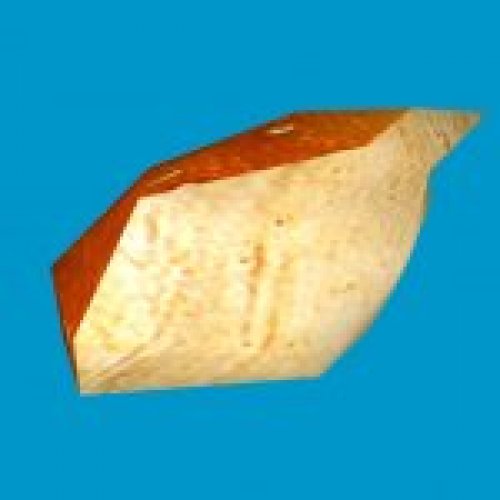 jn_orange_mushroom_03_gib03