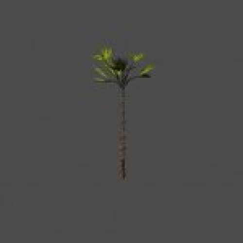 palm02