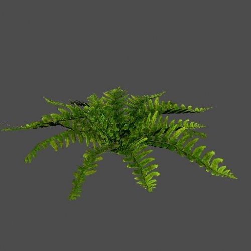 hollyfern