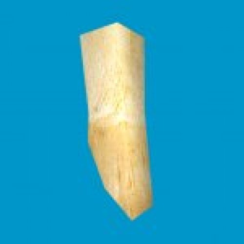 jn_orange_mushroom_01_gib02
