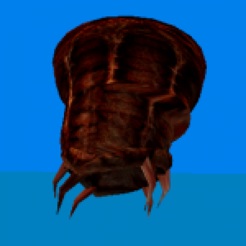 New Dd Barnacle