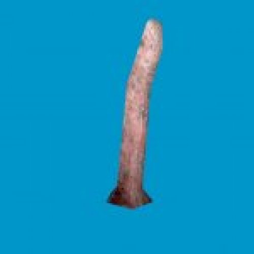 jn_blue_mushroom_01_gib00