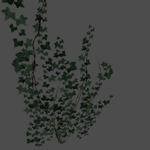 pc_Ground_Ivy_Corner