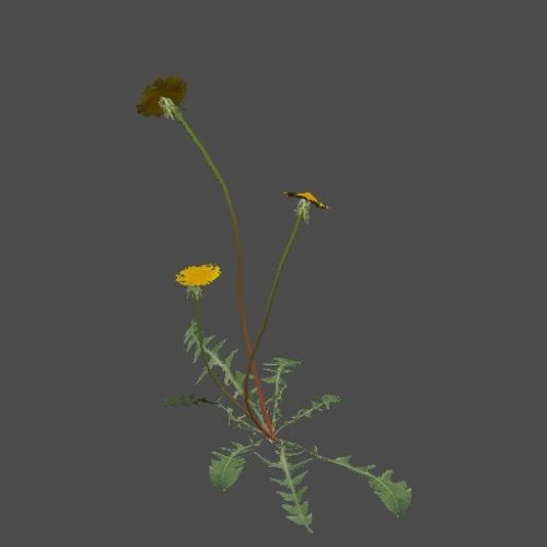 mex_dandelion_01_011