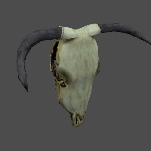 cattle_skull_top