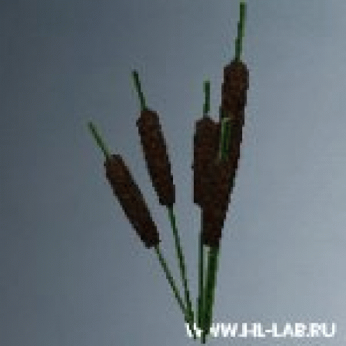 bulrush