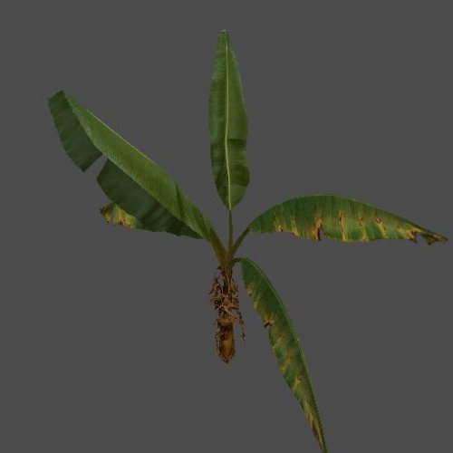 pc_bananaPlant1_S_MAL_BananaSmall