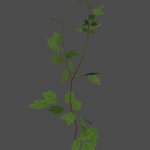 mex_grass_single_chelidonium_01_3