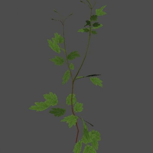 mex_grass_single_chelidonium_01_3