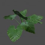 S_ENV_PlantBigLeaf