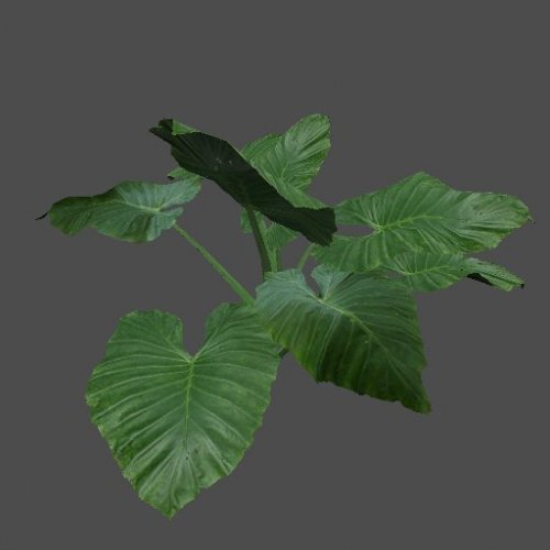 S_ENV_PlantBigLeaf
