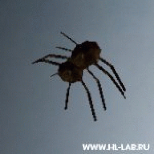 babyspider.rar