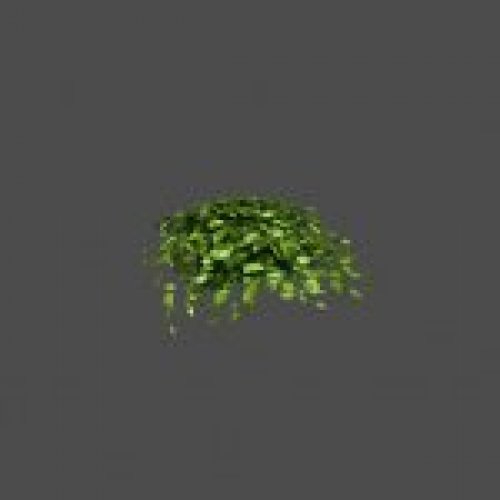 bush12