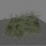 Mall_fern01