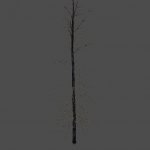 BurnedTree_B