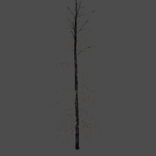 BurnedTree_B