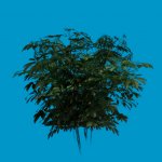 foliage 03