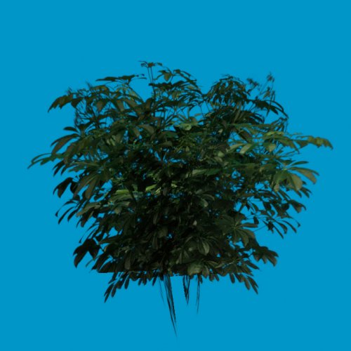 foliage 03
