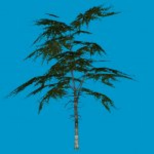 tree_f
