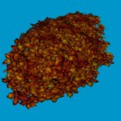 jn sanicle bush orange
